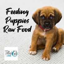 Feeding Puppies Raw Food