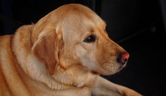 The Ageing Dog