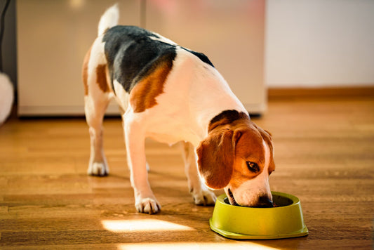 How much to feed
