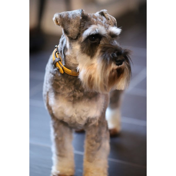 Sotnos Brights Aquatech Collar Yellow