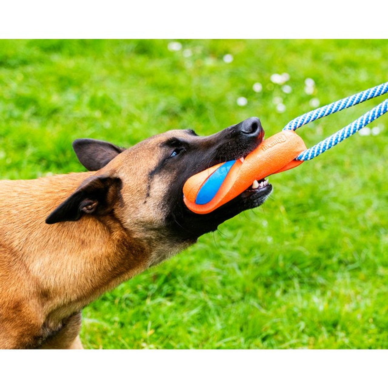 Chuckit! Ultra Bumper Tug