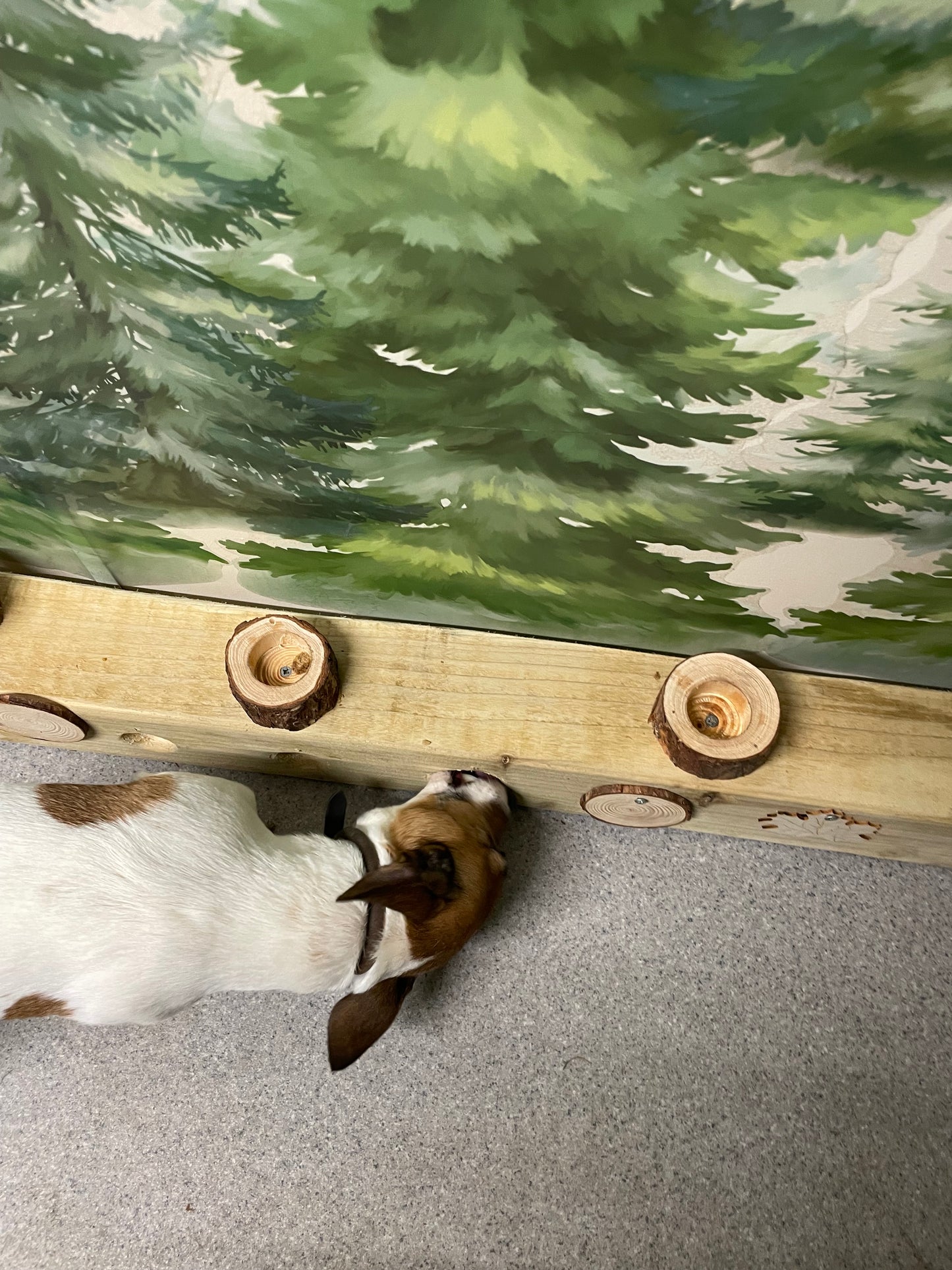 Woodland Enrichment Room