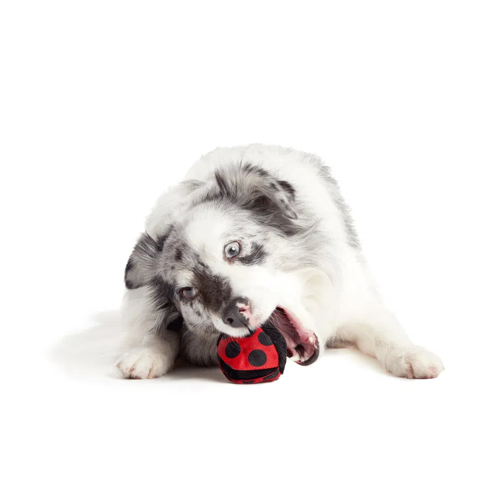 Bark Lady Bugsy Dog Toy
