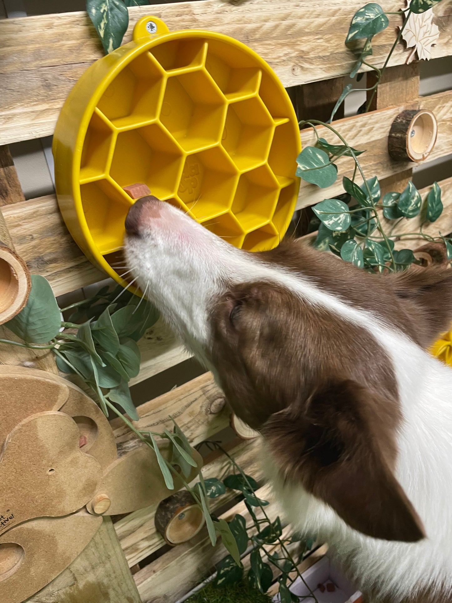 Woodland Enrichment Room
