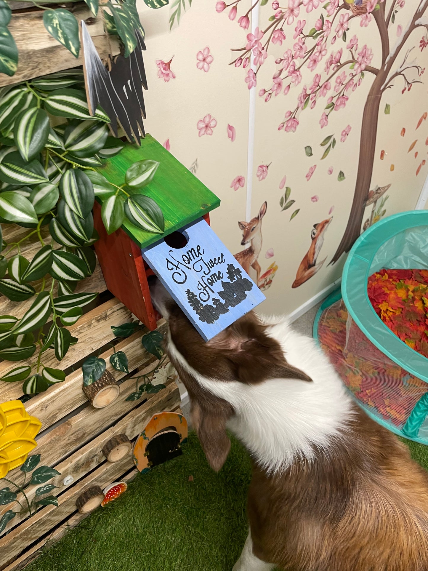 Woodland Enrichment Room