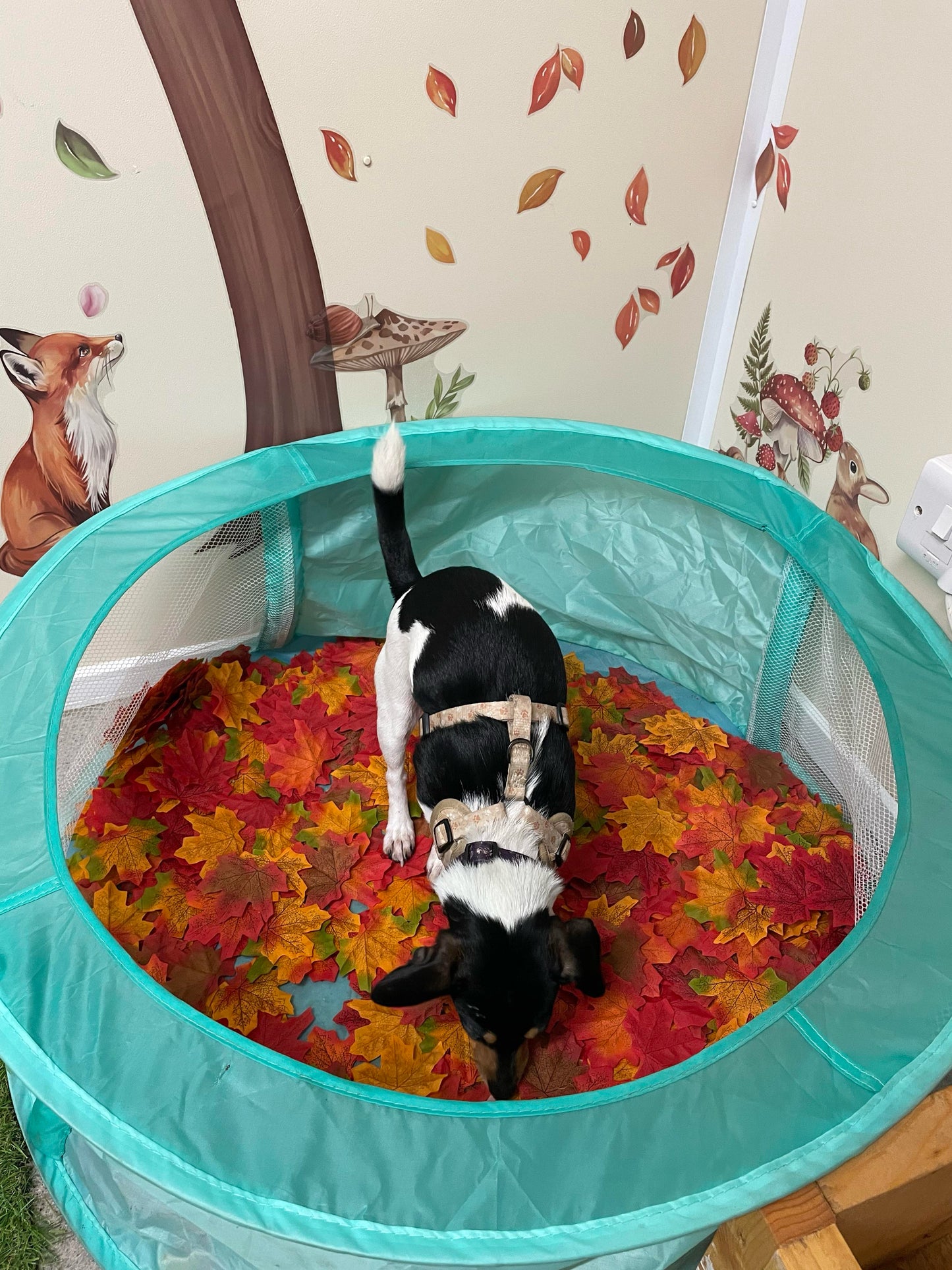 Woodland Enrichment Room
