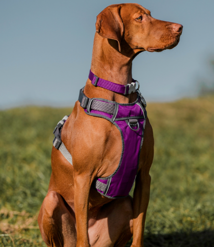 Red Dingo Padded Dog Harness Purple