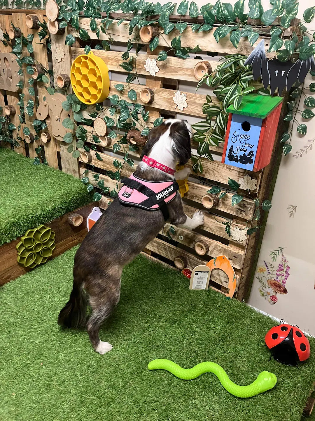 A dog searches out hidden treats in Tilly's Woodland Enrichment Room