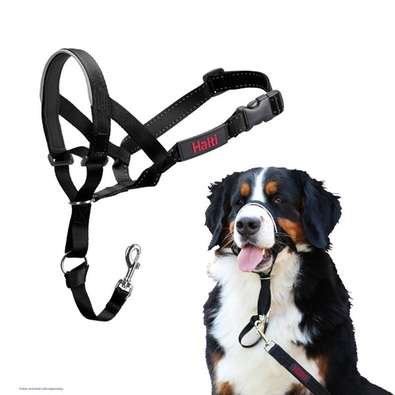 Black dog harness with Halti branding on a white background, featuring a Bernese Mountain dog.