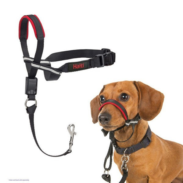 Dog halti head collar set with a dog wearing it on a white background
