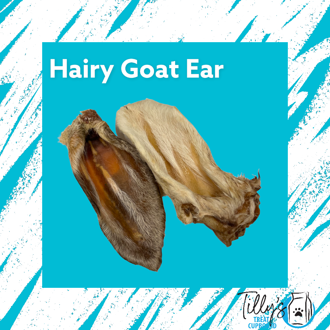 Hairy Goat Ear