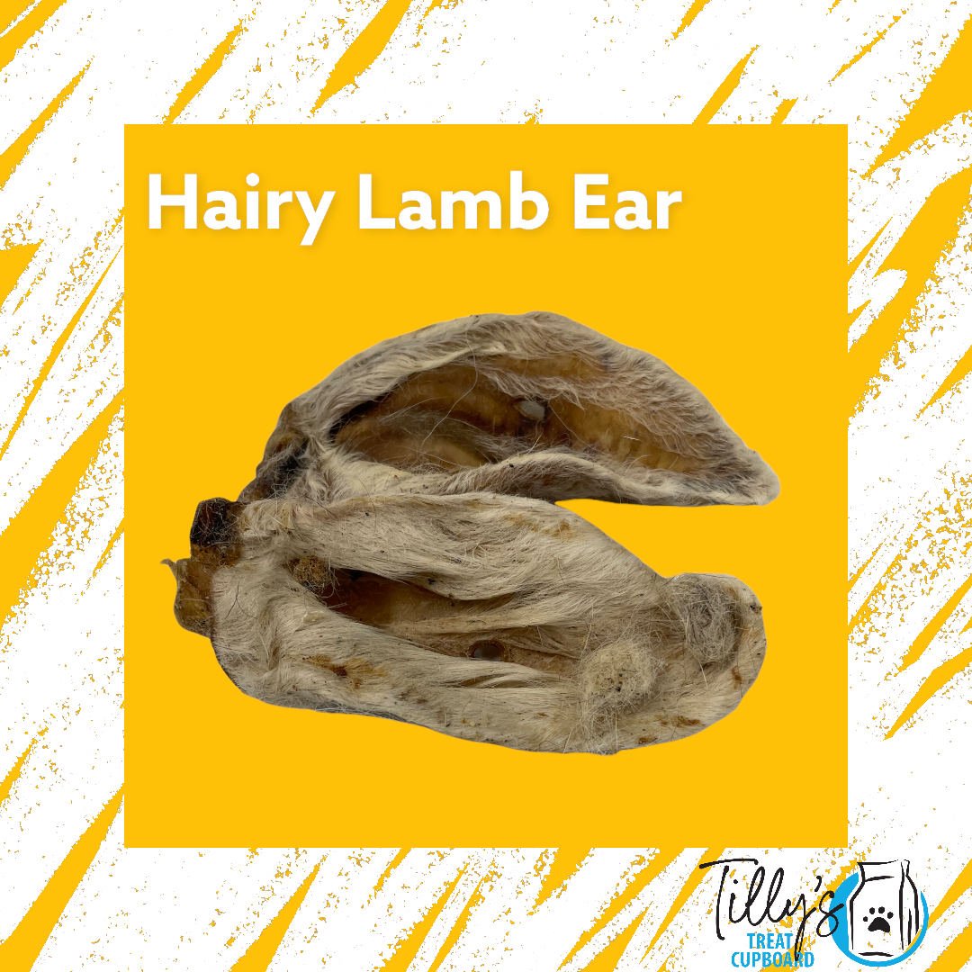 Hairy Lamb Ear