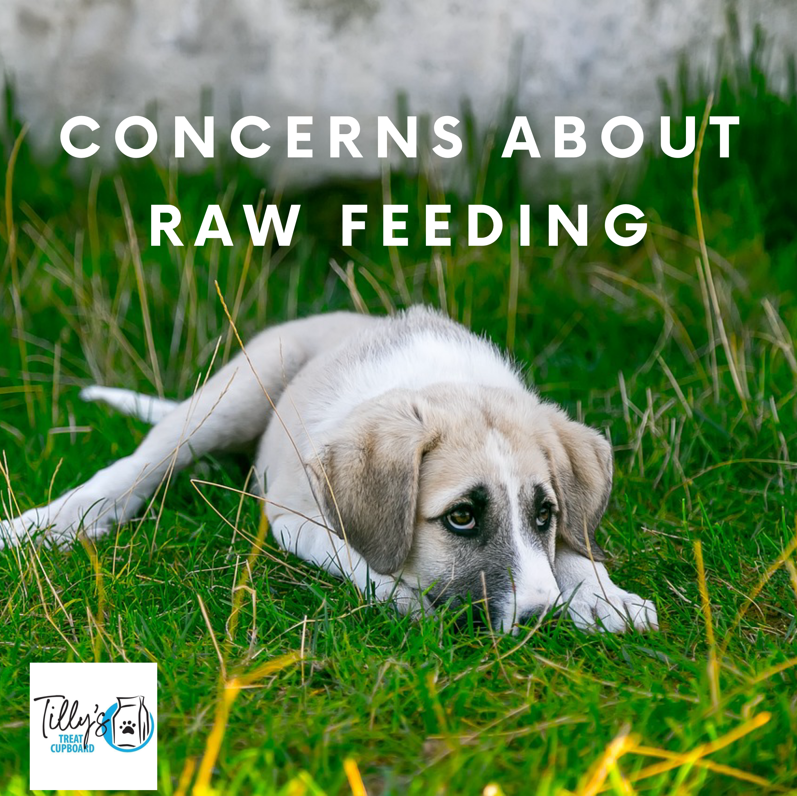 Raw Feeding Week Day 3: Concerns About Raw Feeding