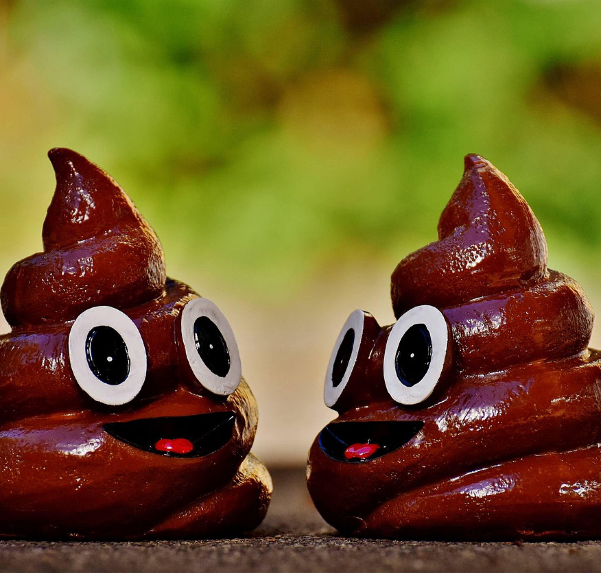raw feed dog's poo