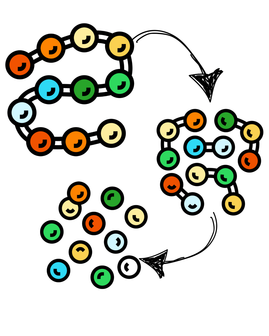 A visual guide showing the breakdown of whole proteins into peptides and amino acids for sensitive dog digestion.