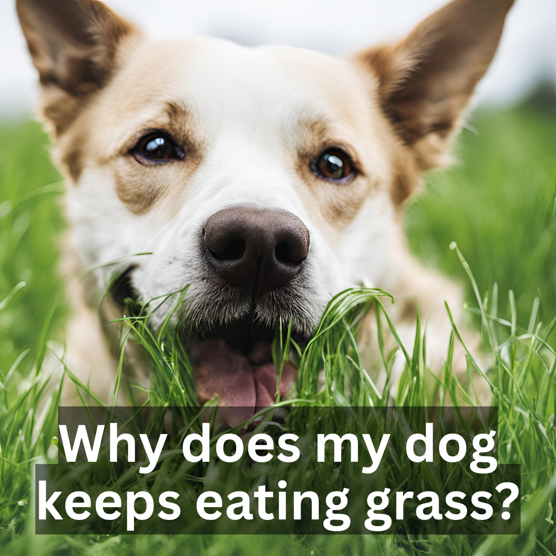 Why does my dog keep eating grass?