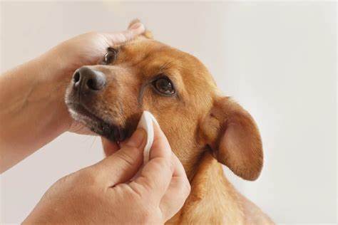 tear staining in dogs