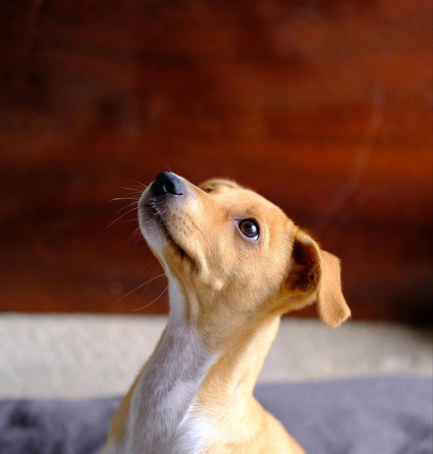 types of raw feeding