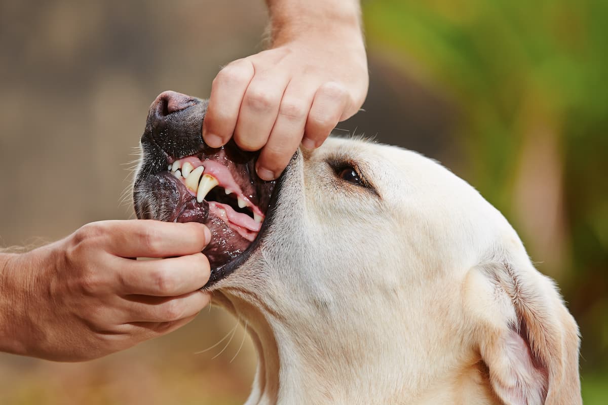 A close-up of a person checking a Labrador's teeth and gums for plaque and tartar build-up.