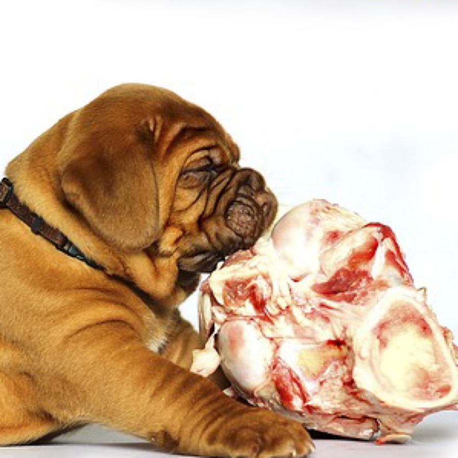 feeding raw bones