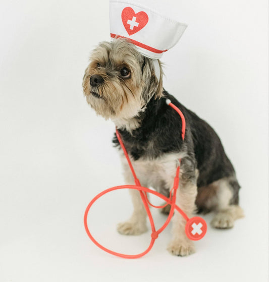 an open letter to vets