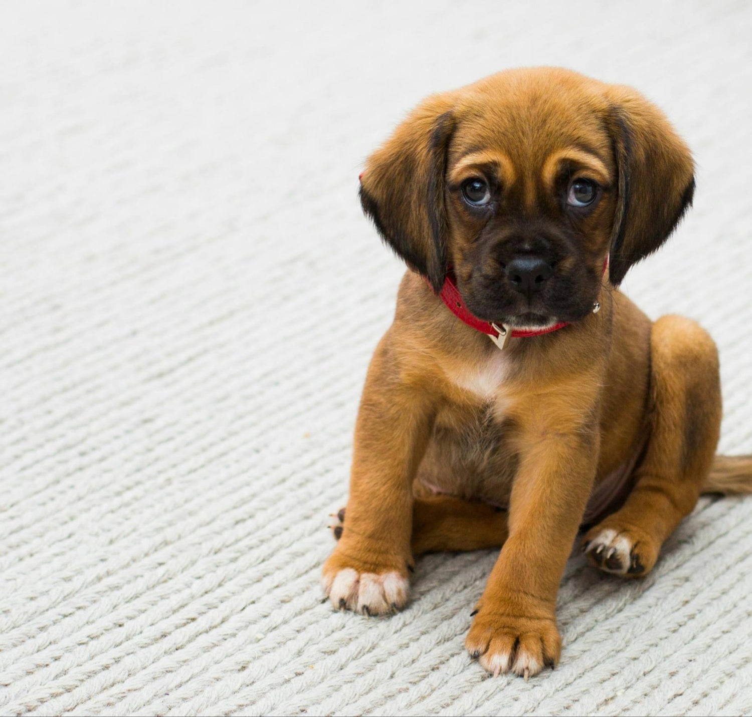 Raw feeding puppies