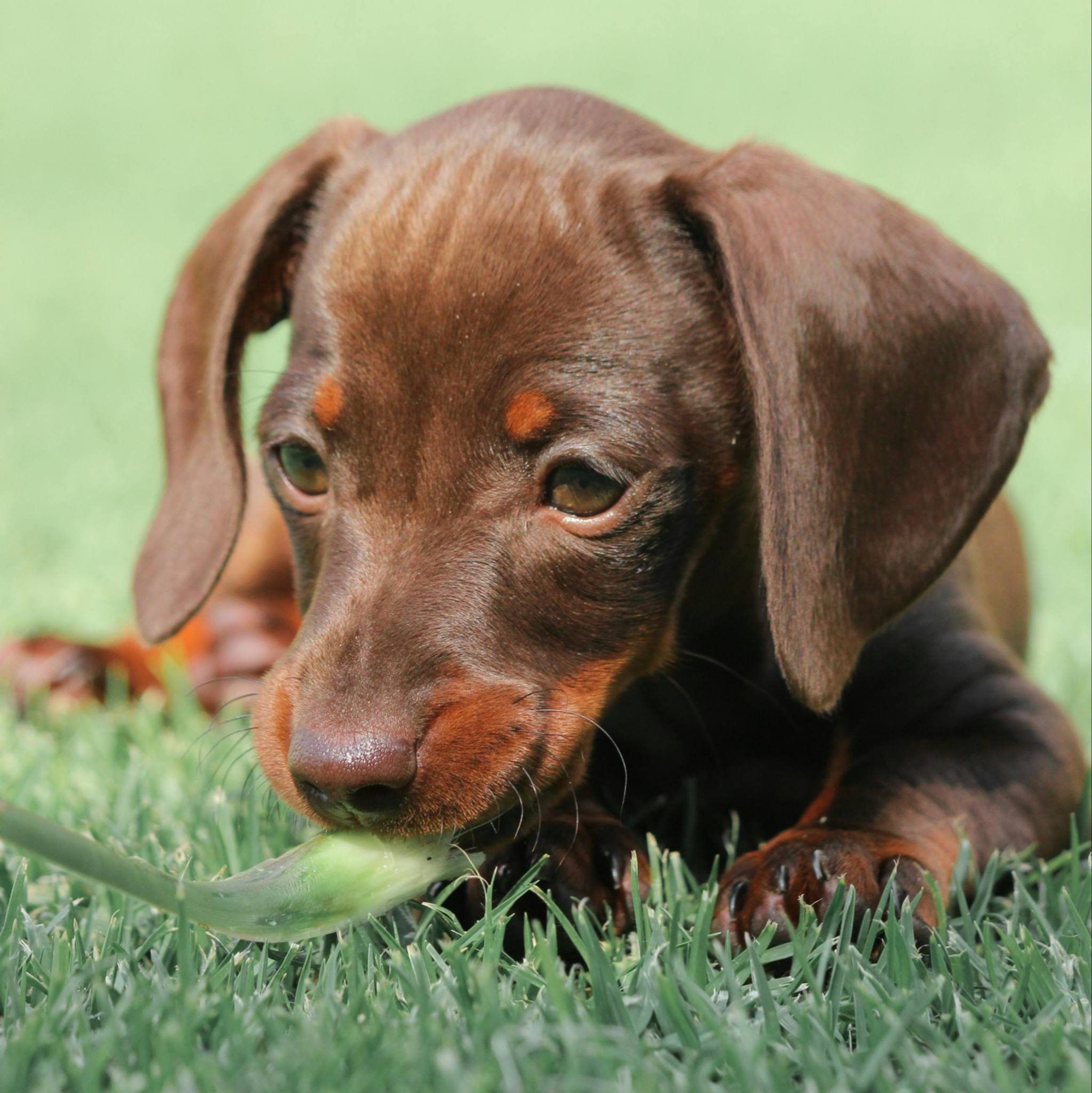 why dog's eat grass