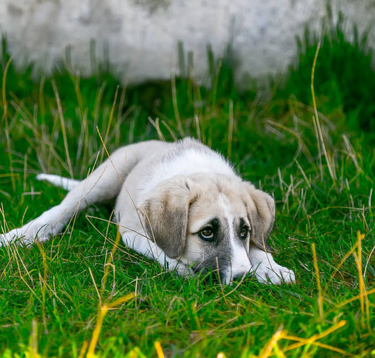 concerns about raw feeding