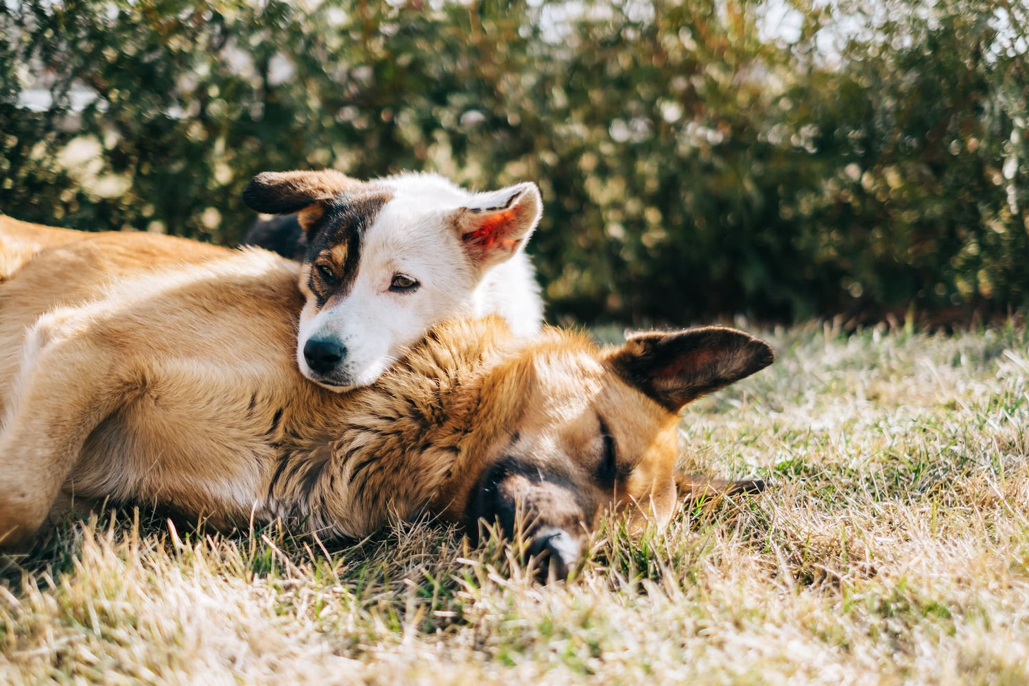 Two dogs lying together in long grass in the sunshine, one resting its head on the other