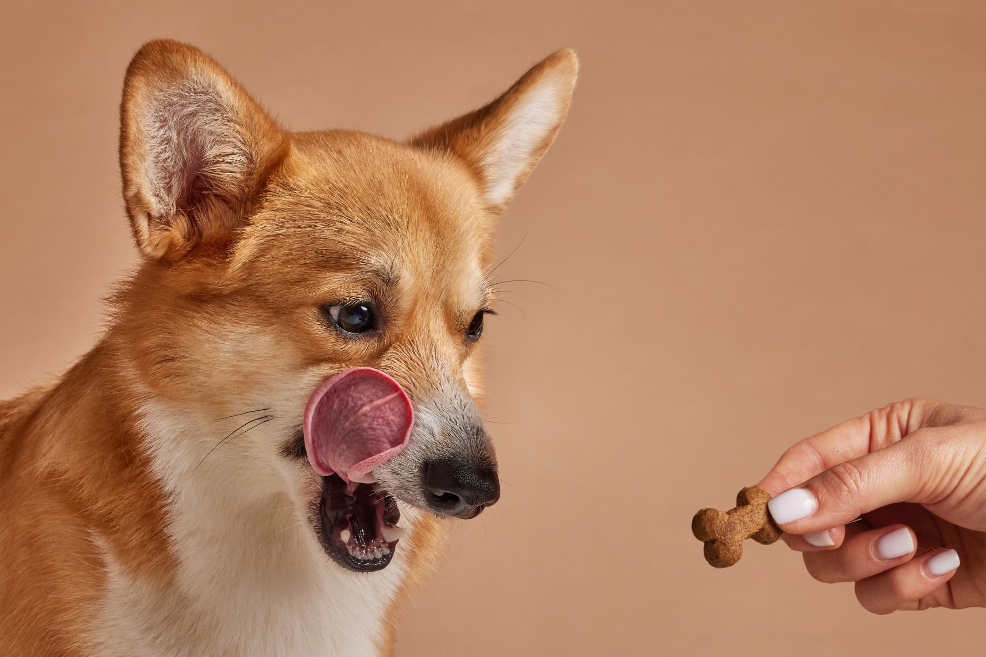 Treats and Chews