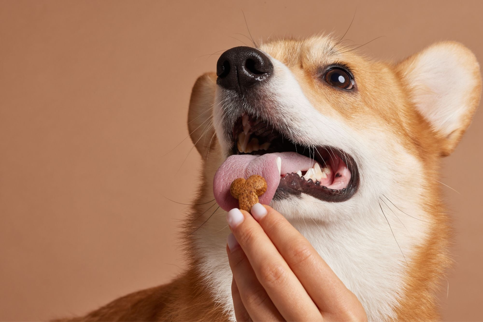 Biscuit & Crunchy Treats