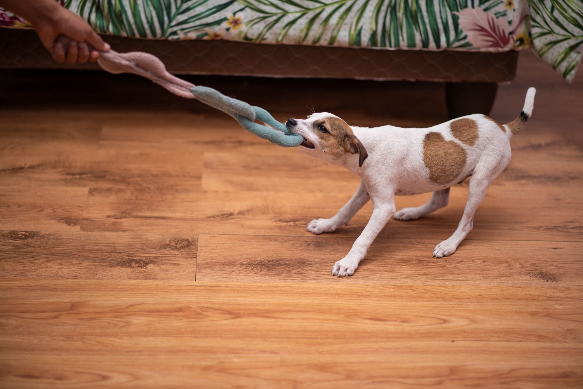 Fetch and Tug Toys