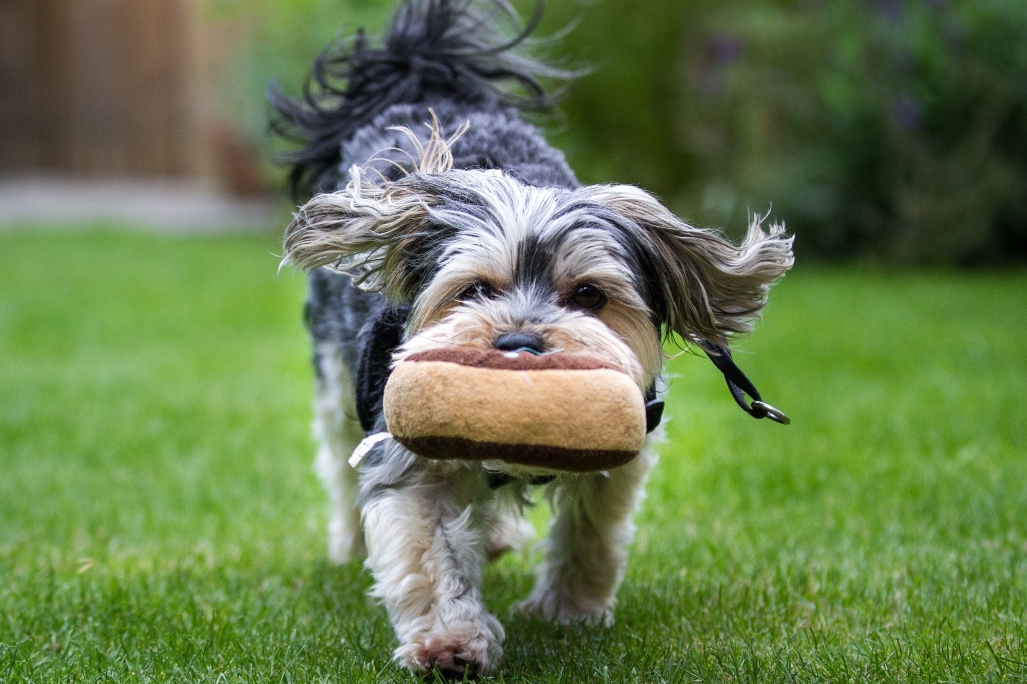 Soft, Chewable and Squeaky Toys