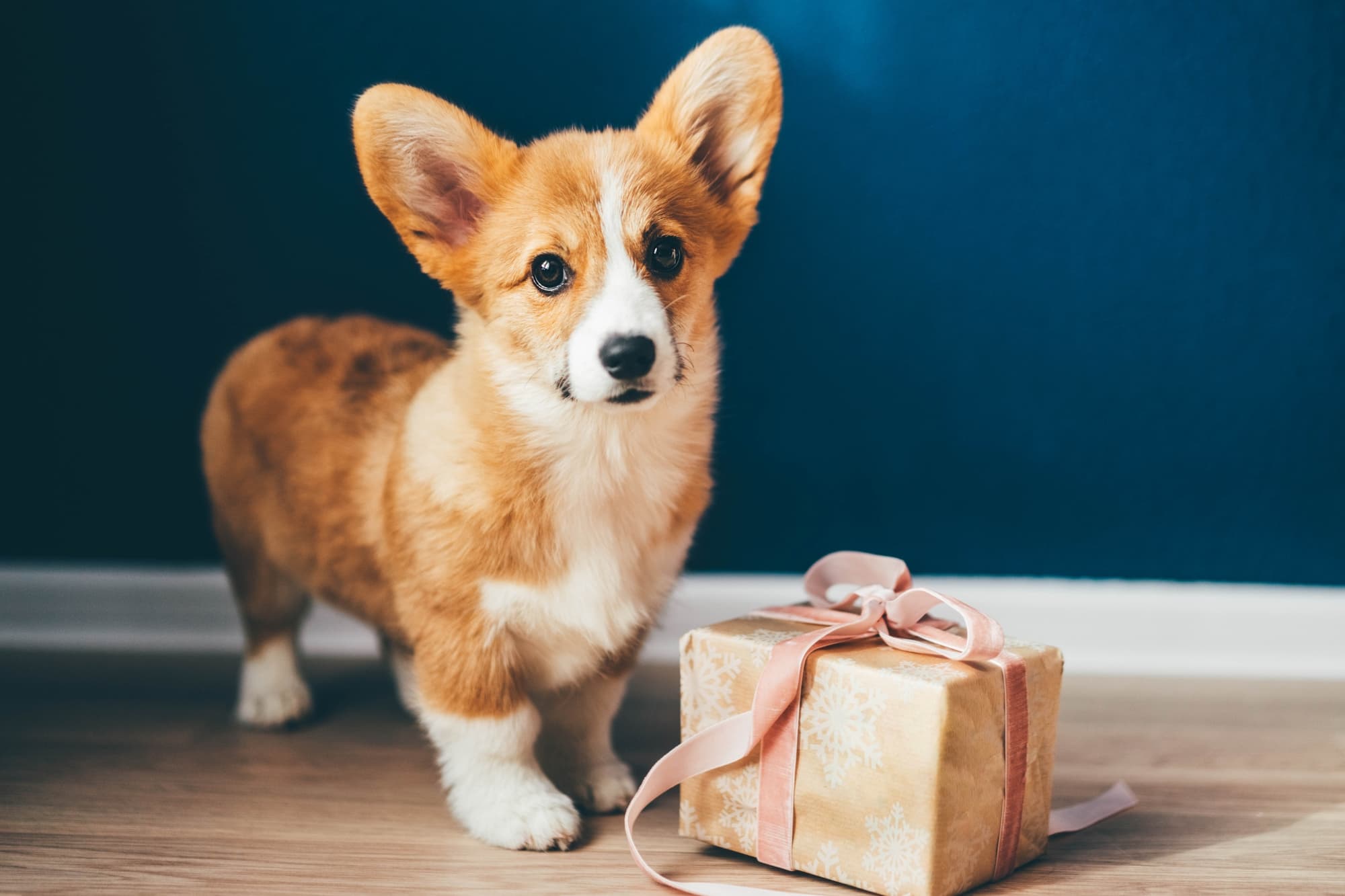 Gifts and Homeware