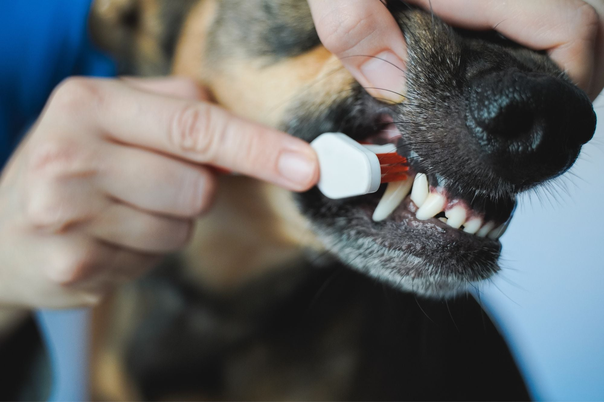 Teeth & Oral Care