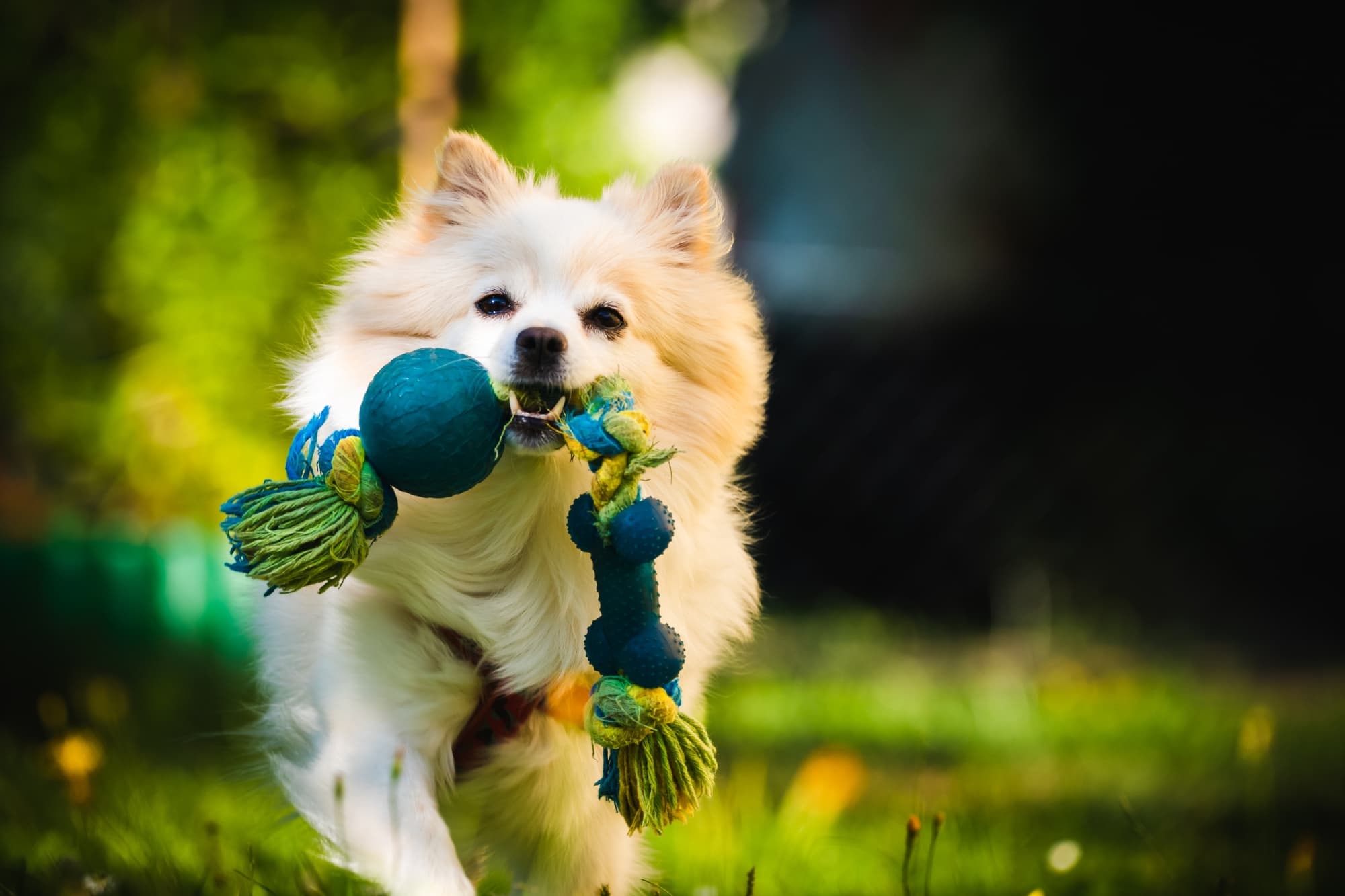 Dog Toys