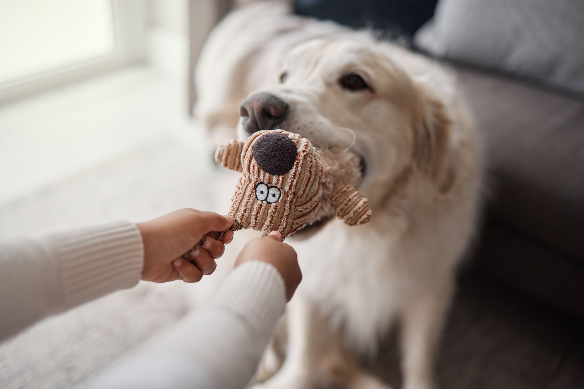 Plush Dog Toys