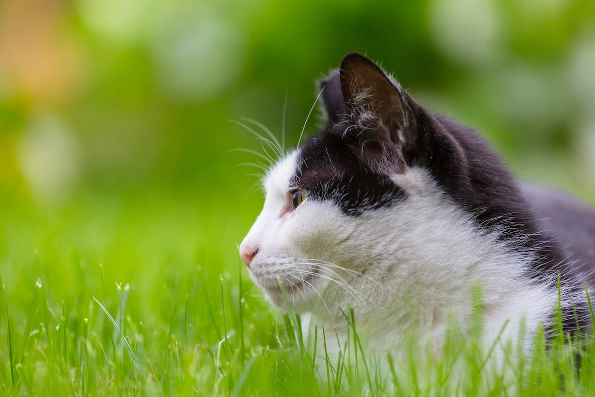 All Cat