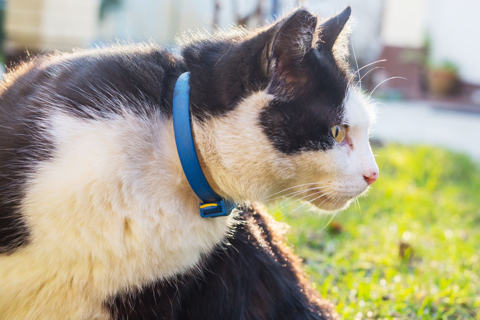 Cat Collars