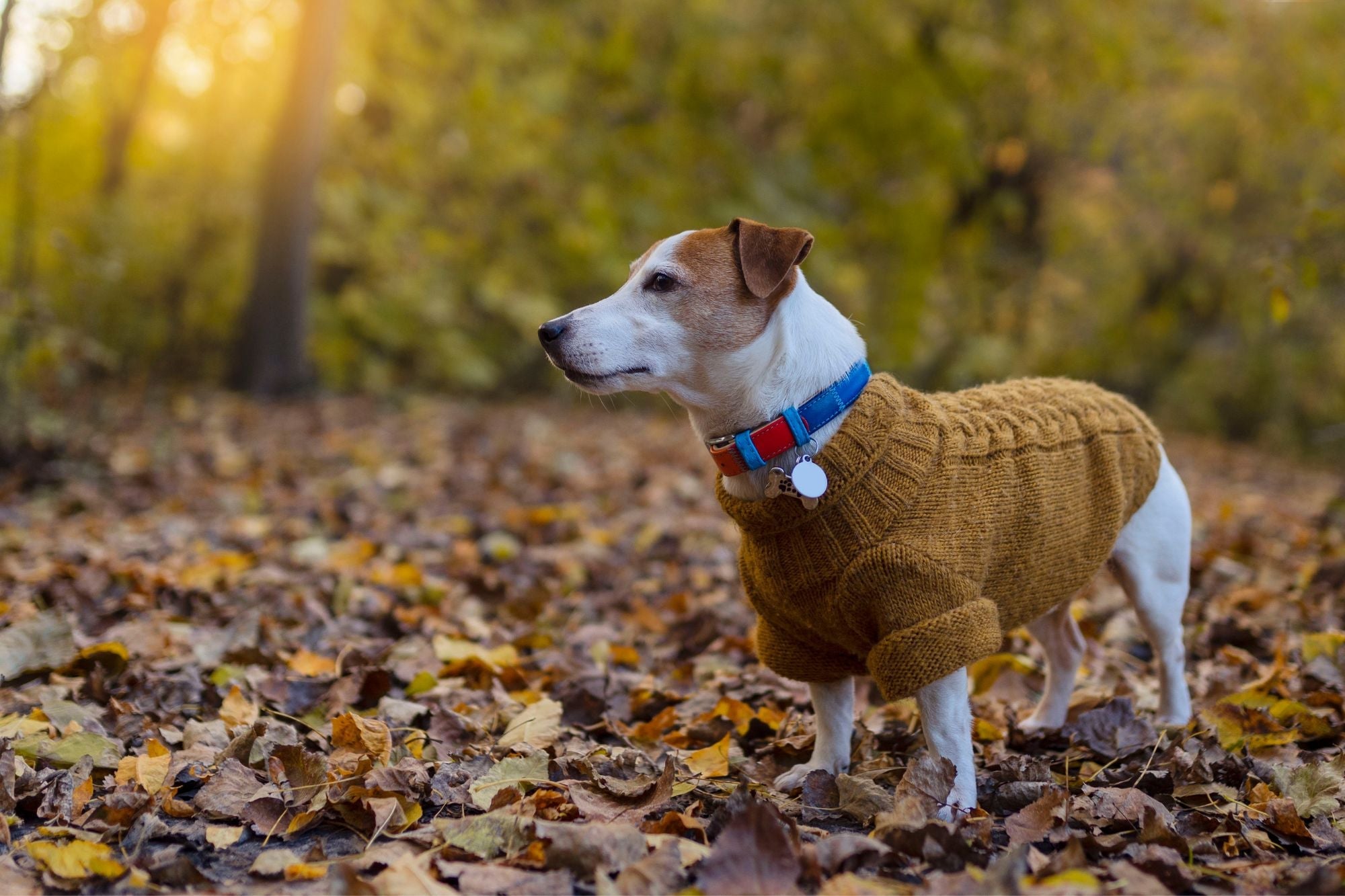 Dog Apparel