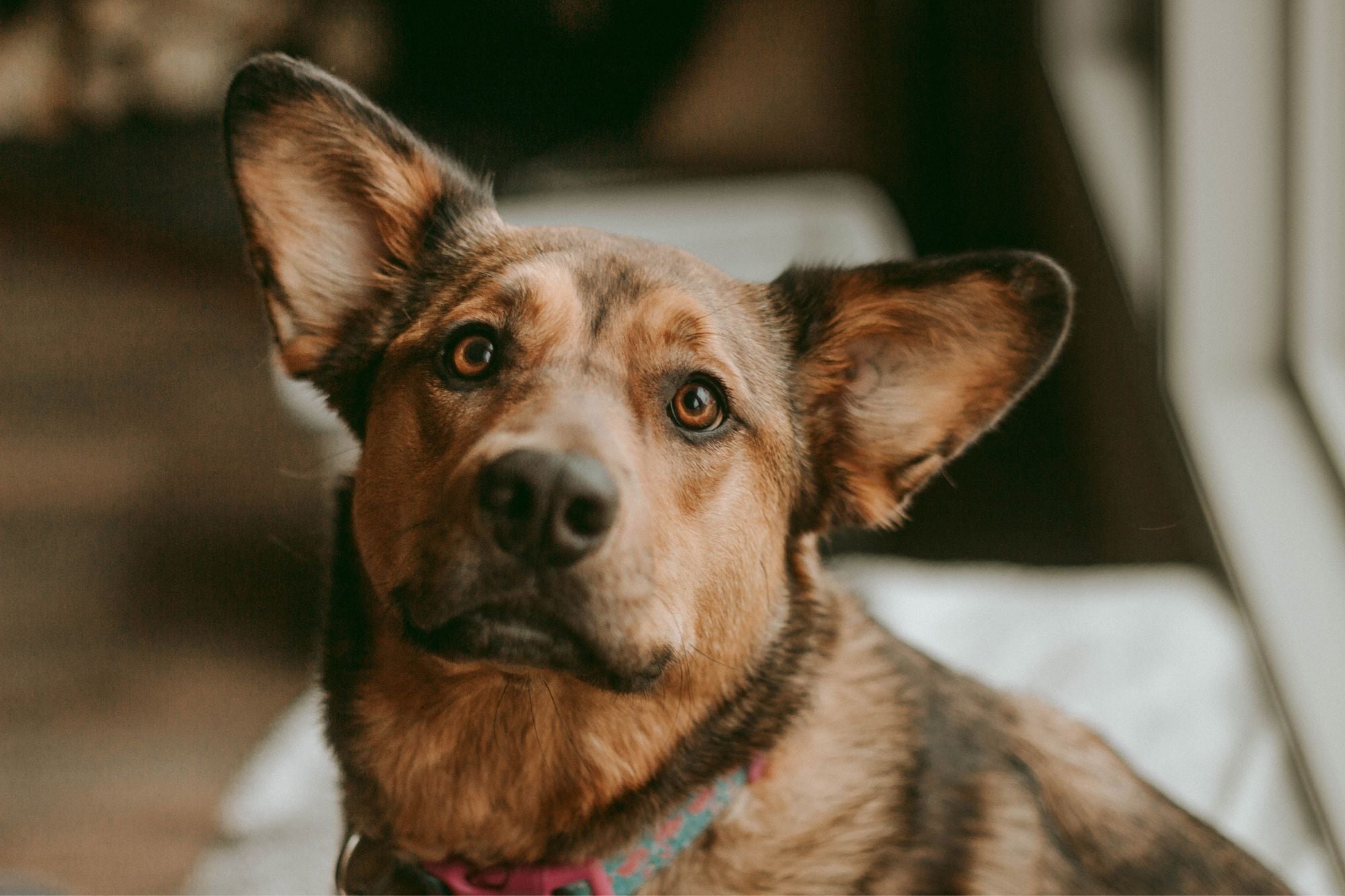 Eyes, Ears, Nose & Paw Care