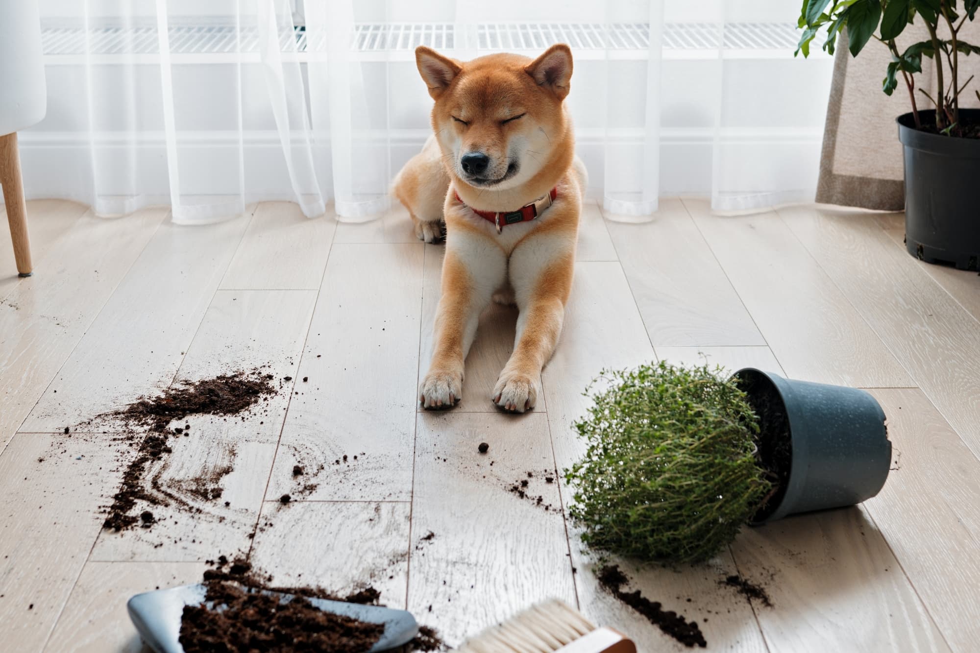 Home Hygiene