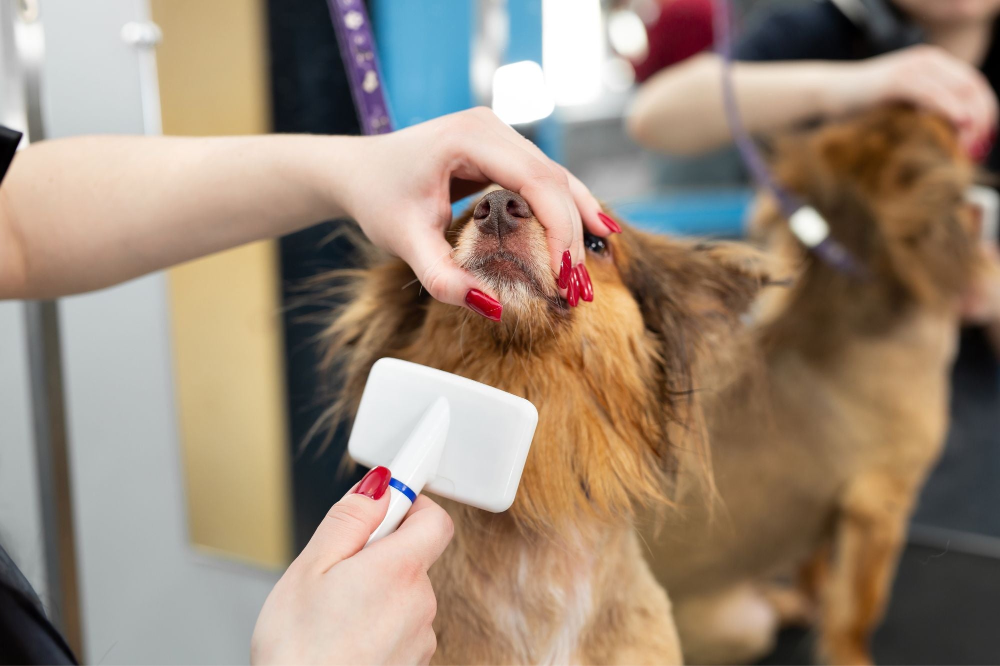 Grooming Brushes