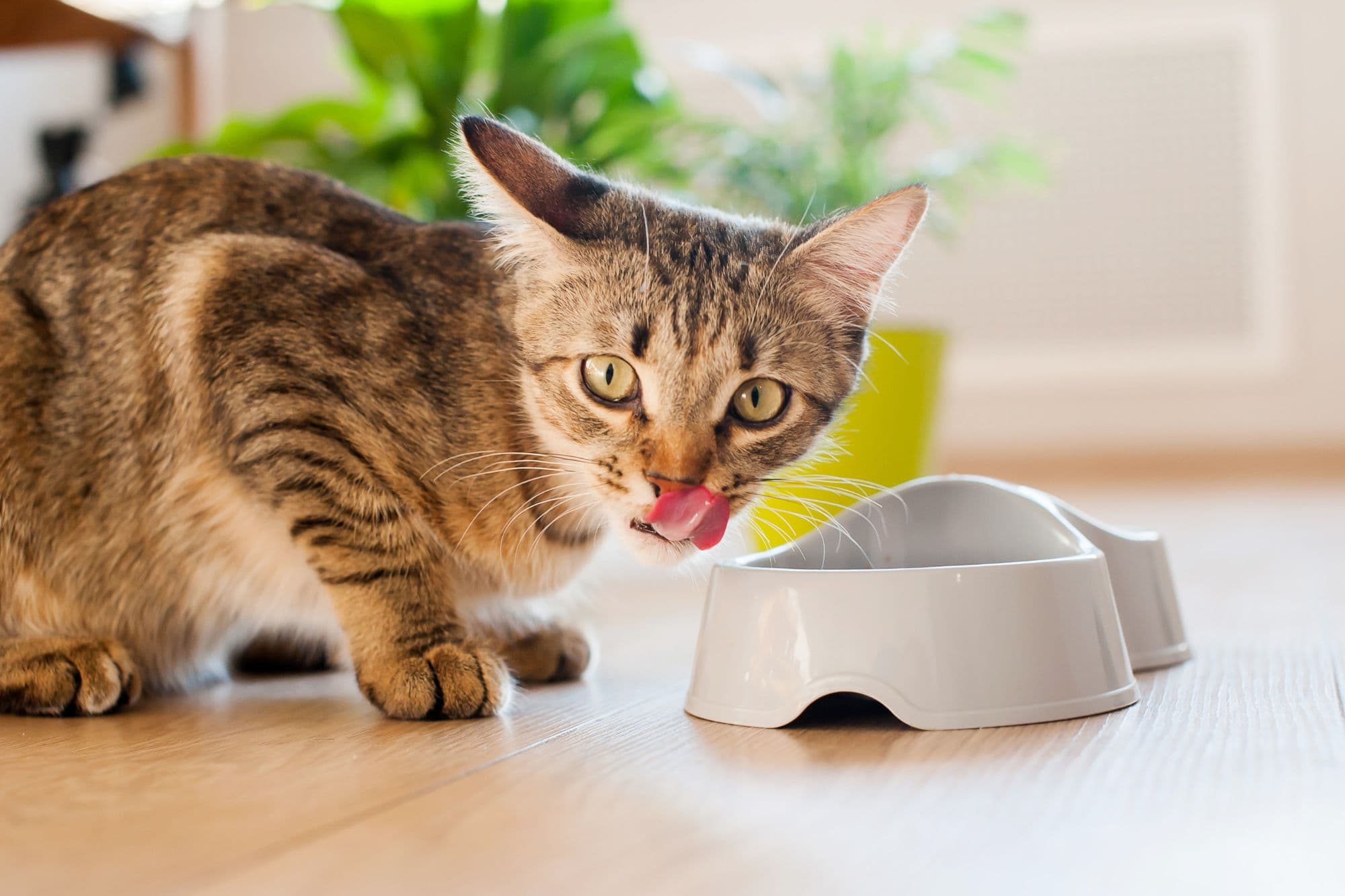 Cat Food