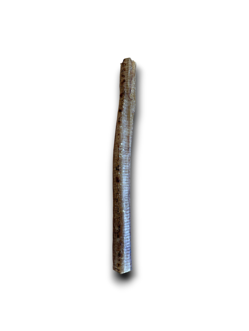 Ostrich Tubes / Trachea