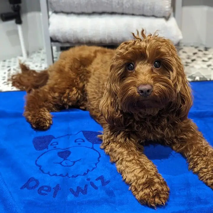 Pet Wiz Microfibre Towel XL