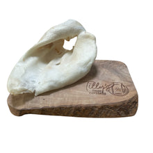 tillys puffed pig ear