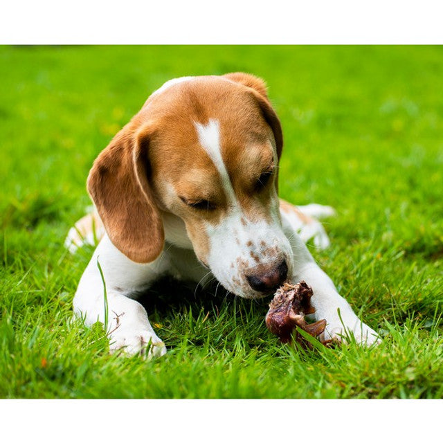 Doodles Deli Air Dried Beef Nose Cartilage