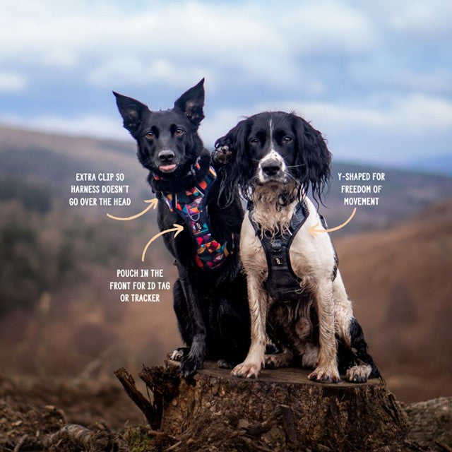Twiggy Tags Adventure Harness Aurora