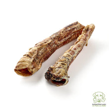 Horse Trachea